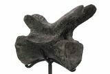 Long Allosaurus Caudal Vertebra With Stand - Colorado #125598-1